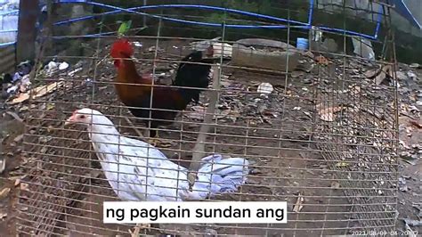 pagkain ng manok panabong para tumaba|6 Tips para sa Malusog na Pagkain ng Manok Panabong .